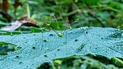 Thumbnail for File:Harvestman (49443791846).jpg