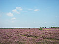 La landa de la Lüneburger Heide és un paisatge de geest típic