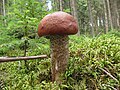 Leccinum vulpinum