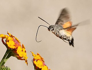 Macroglossini Tribe of moths