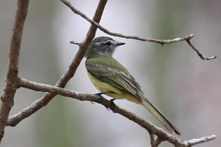 <span class="mw-page-title-main">Greenish elaenia</span> Species of bird