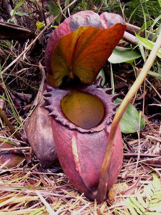 <span class="mw-page-title-main">Nepenthales</span> Order of carnivorous plants