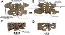 Pelvis of Nothronychus graffami Nothronychus pelvis.png