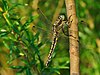 31 Commons:Picture of the Year/2011/R1/Orthetrum cancellatum qtl2.jpg