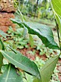 Papilio polytes common Mormon pupa on curry leaves.