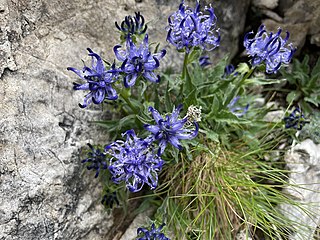 <i>Phyteuma sieberi</i> Species of plant