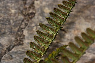 Polystichum lonchitis