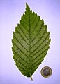 'Princeton' leaf