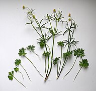 Ranunculus multisectus