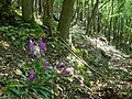 Orchis mascula Belgium - Roche-aux-faucons