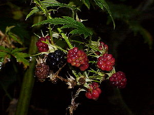 Rubus laciniatus