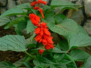 <i>Salvia splendens</i> Species of flowering plant