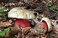 Matagent (Boletus satanas)