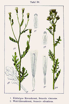 Senecio vulgaris