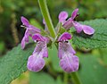 Stachys bullata