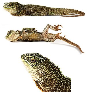 <i>Enyalioides anisolepis</i> Species of lizard