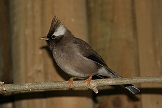 <i>Yuhina</i> Genus of birds