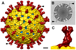 <span class="mw-page-title-main">Sedoreoviridae</span> Family of viruses