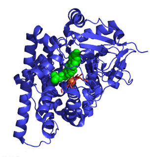 <span class="mw-page-title-main">Cholesterol side-chain cleavage enzyme</span> Mammalian protein found in Homo sapiens