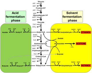 <span class="mw-page-title-main">Acetone–butanol–ethanol fermentation</span> Chemical process