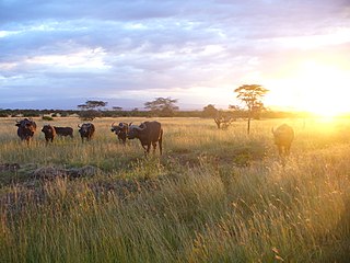 <span class="mw-page-title-main">Wildlife of Kenya</span>