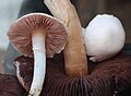 Agaricus comtulus