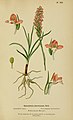 Gymnadenia odoratissima plate 21 in: Henry Correvon: Album des orchidées de l'Europe centrale et septentrionale Genève (1899)