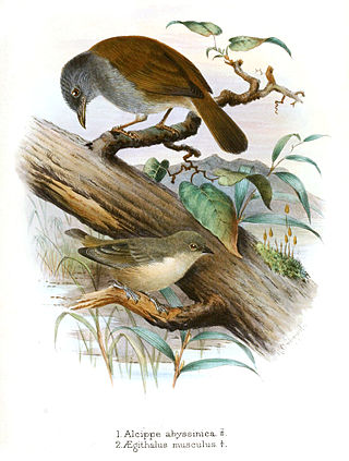 <span class="mw-page-title-main">Mouse-coloured penduline tit</span> Species of bird