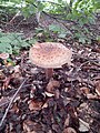 Amanita rubescens