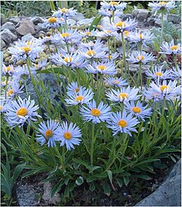 Alpinis astras (Aster alpinus)