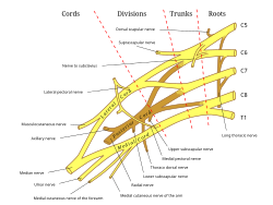 Brachial plexus 2.svg