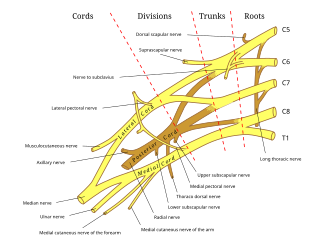 <span class="mw-page-title-main">Axillary nerve</span> Nerve of the human body near the armpit