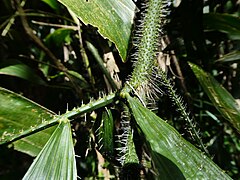 Top of the leaf sheath, with petiole (L) and tendril (R). Note, this stem is hanging upside down.