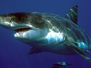 <i>Carcharodon</i> Genus of sharks