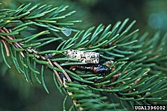 Choristoneura fumiferana, the eastern spruce budworm. Adult (silvery) and pupa (dark brown) on a white spruce. Choristoneura fumiferana.jpg