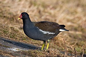 Weederhan (Gallinula chloropus) LC - least concern (ei trüüwet)