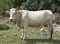 Cow in Israel