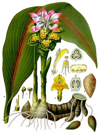 <i>Curcuma</i> Genus of flowering plants in the ginger family Zingiberaceae