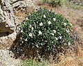 Datura wrightii