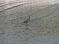 Küstenreiher Western Reef Heron