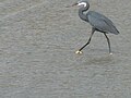 Küstenreiher Western Reef Heron