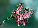 Epacris impressa