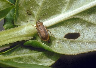 <i>Galerucella calmariensis</i> Species of beetle