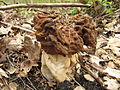 Gyromitra gigas