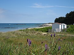 杉树海滩 (La plage des Sapins)