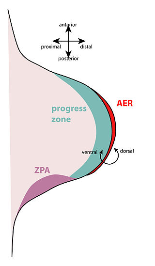 <span class="mw-page-title-main">Apical ectodermal ridge</span>