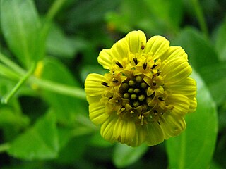 <i>Lipochaeta</i> Genus of flowering plants