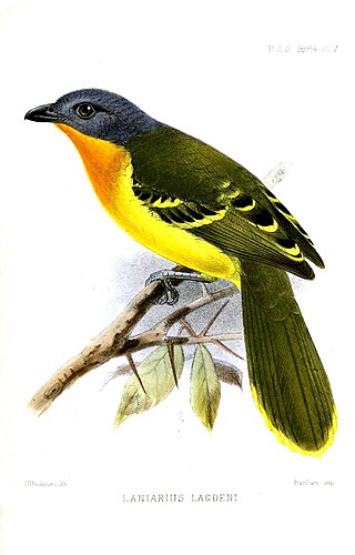 <span class="mw-page-title-main">Lagden's bushshrike</span> Species of bird