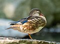 Image 76Mandarin duck drake in eclipse plumage in Royal Lazienki Park