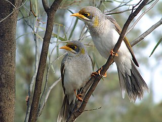 <i>Manorina</i> Genus of birds